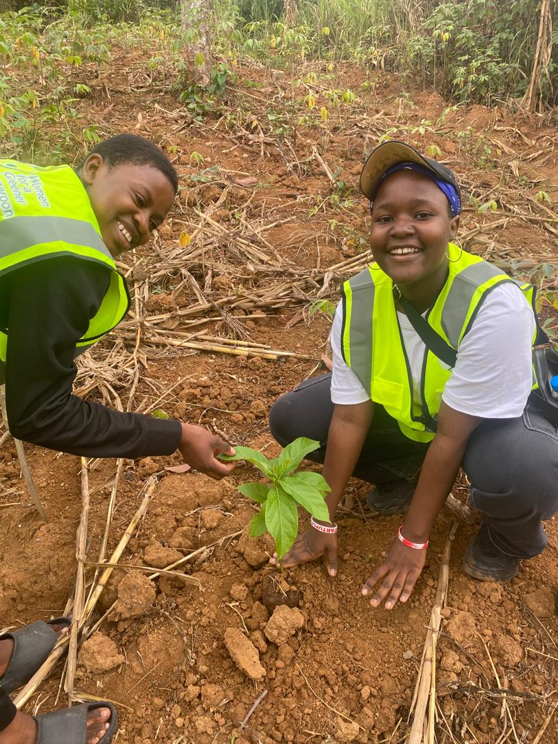 Planting a young tree in the field