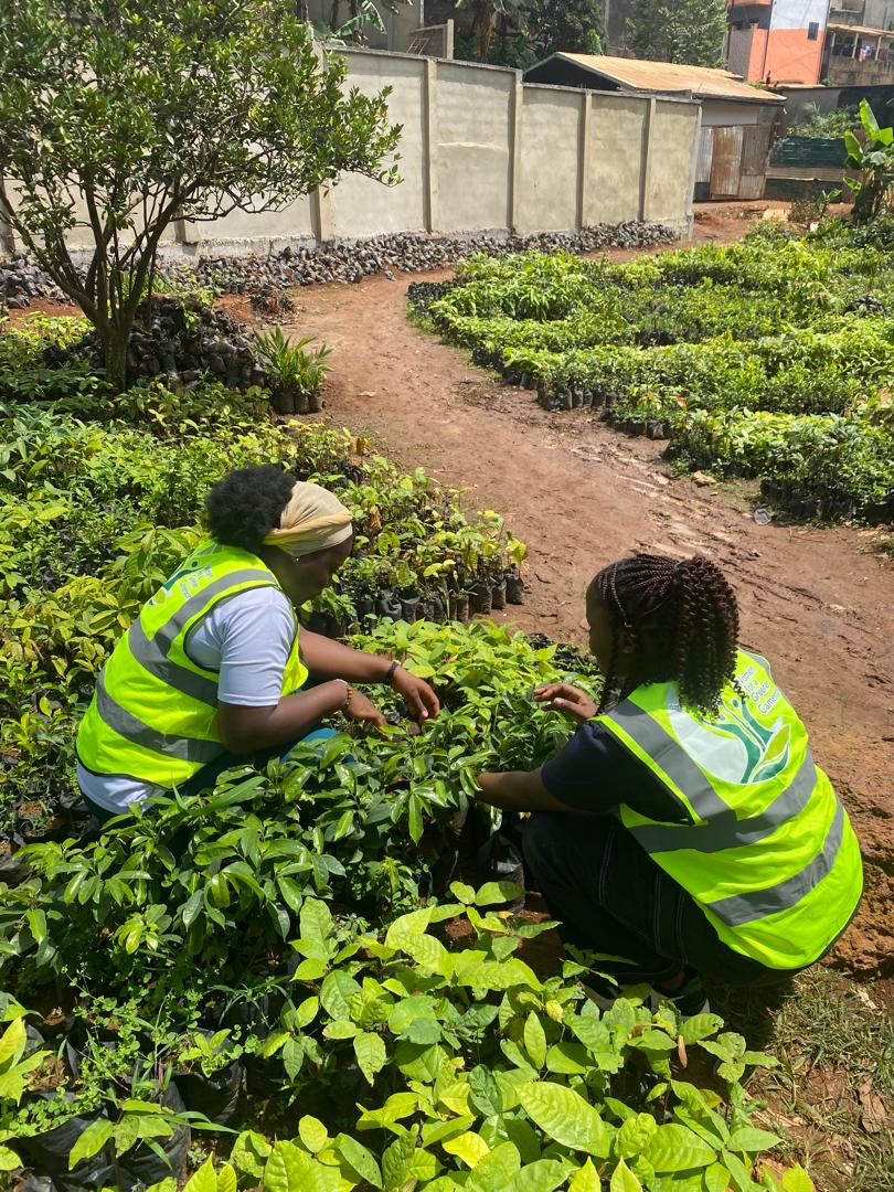Tending nursery seedlings