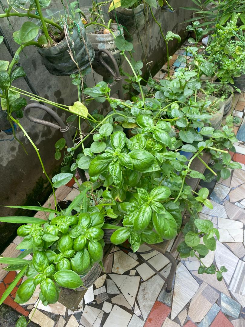 Recycled-container nursery, close up